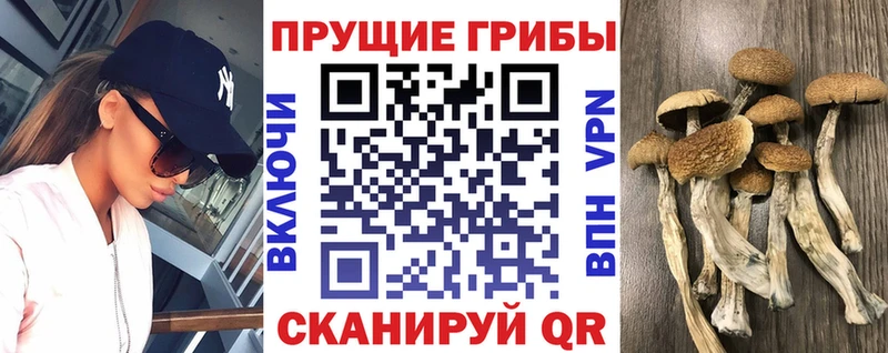 Псилоцибиновые грибы мицелий Сергач
